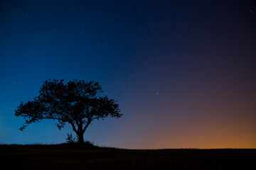 Silhouette of the lonely tree on the landscape under the stary sky in Italy