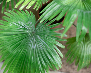 Palmetto tropical palm leaves close up. Selective focus