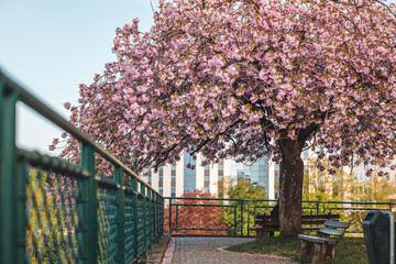 Luxembourg/April 2022: full bloom cherry tree in the city