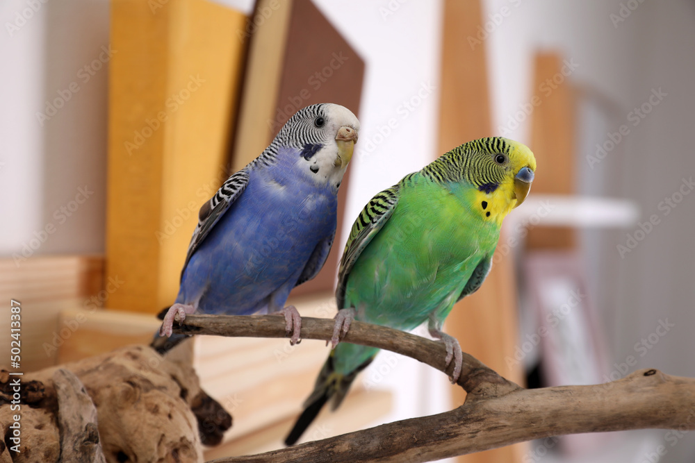 Wall mural Beautiful bright parrots on branch indoors. Cute pets