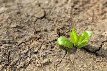 Young green seedling growing in dry soil on spring day, closeup. Hope concept