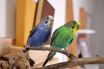 Beautiful bright parrots on branch indoors. Cute pets