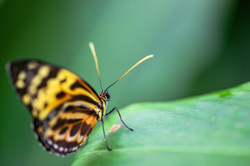 Butterfly / moth on green leaf