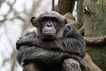 Chimpanzee