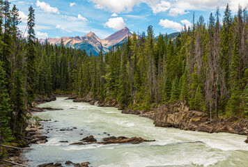 Beautiful view of the Kicking Horse River surrounded by trees in British Columbia, Canada