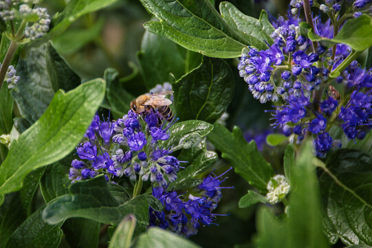 Closeup of a bee pollinating a duranta flower