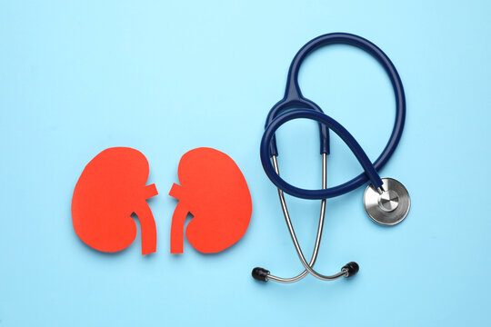 Paper cutout of kidneys and stethoscope on light blue background, flat lay