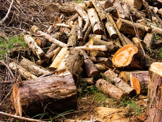A pile of logs, denoting an area devasted by deforestation