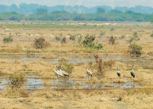 Crane birds waking in a wet field.
