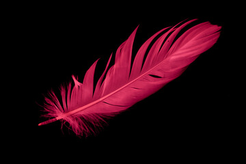 red feather of a goose on a black background