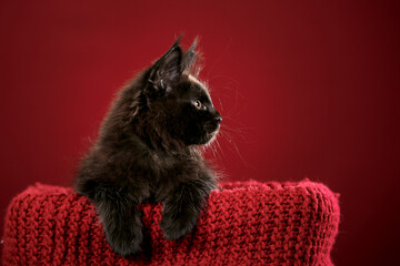 Funny black kitten in studio on red background