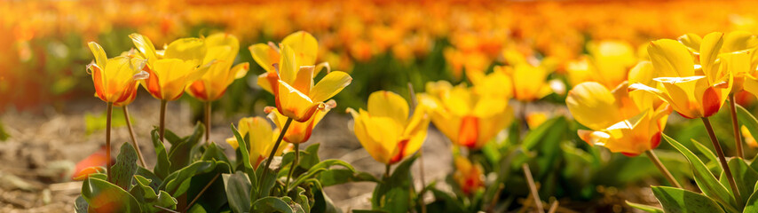 Panoramic landscape of yellow orange beautiful blooming tulip field in Holland Netherlands in spring, illuminated by the sun - Tulpis flowers backgrund banner panorama