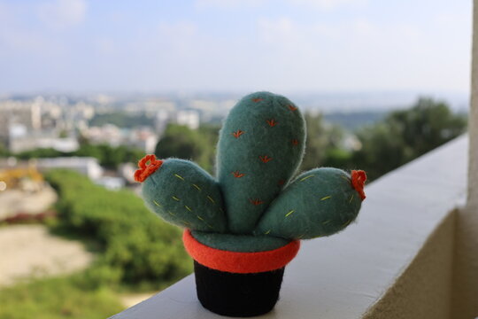 A cactus in the tropics