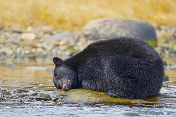 Selective focus shot of an adorable black bear sleeping on a stone in the river