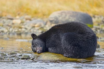 Rolgordijnen Selective focus shot of an adorable black bear sleeping on a stone in the river © Pam Mullins/Wirestock Creators