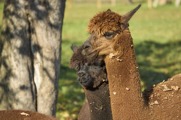 Brown and black alpacas in the green field near the tree on a sunny day