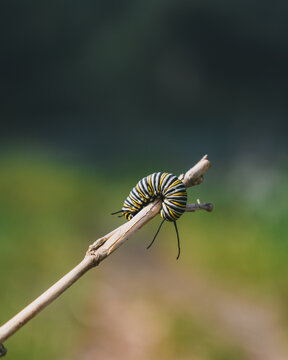 Closeup of Caterpillar on a branch on a blurred background