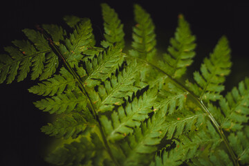 Closeup macro texture of lush green fern leaves in the rainforests of the Pacific Northwest against a dark black background