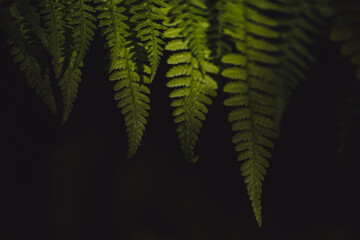 Closeup macro texture of lush green fern leaves in the rainforests of the Pacific Northwest against...