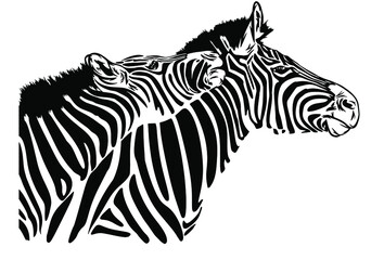 Fototapeta na wymiar Vector portrait of 2 Zebra playing, hand drawing illustrations 