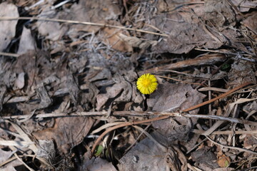 A young yellow flower on a background of dried foliage
