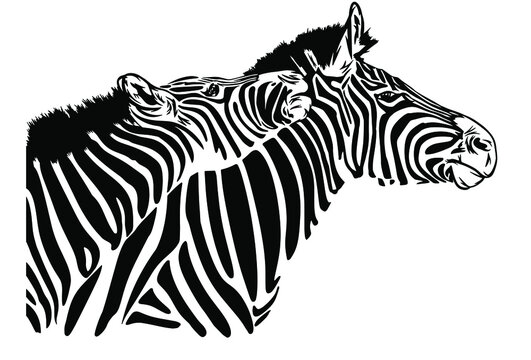 Vector portrait of 2 Zebra playing, hand drawing illustrations 
