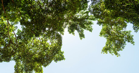 Blue sky and sun covered by tree branches.
