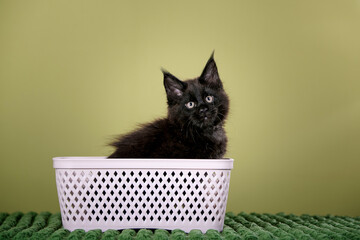 Funny black kitten sitting in basket studio on green background