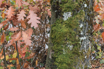 Autumn background. Fragment of a tree covered with moss and autumn oak leaves