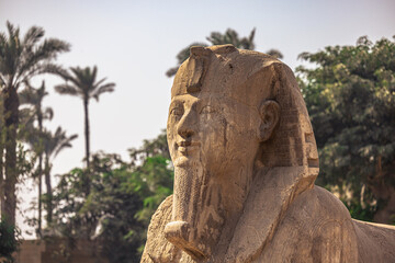 Fototapeta premium Memphis, Egypt - November 14, 2021: Sphinx Statue of Queen Hatshepsut in the ancient city of Memphis, Egypt