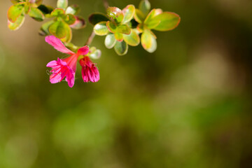 fiori rosa di primavera closeup