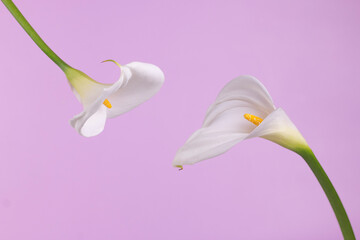 Calla lily. Flowers, white calla on pink background. Minimal spring wedding or birthday gift card with copy space.