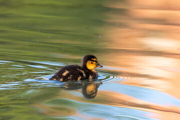 duckling swimming on the surface of a pond in the morning light