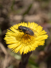 fly close up