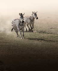 Vertical shot of the two zebras running to a camera © Maikel Valle/Wirestock Creators