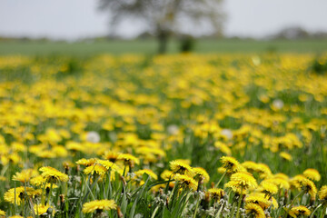 Wiese mit Löwenzahn