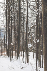 Closeup of trees covered in snow in the fores