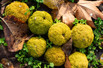 Closeup shot of Maclura pomifera in an autumn park