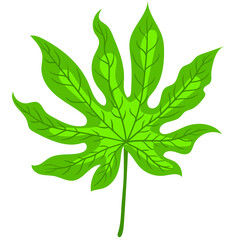 flat fresh leaf illustration. marihuana or marijuana leaf cartoon. drug leaf. floral design. isolated design. botanical weed medicine. ganja illustration.