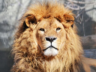 portrait of a lion