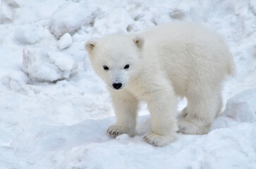 Naklejka na ściany i meble polar bear cub
