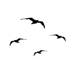 silhouettes of birds