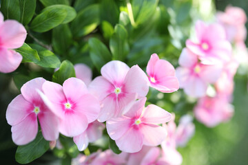 Fototapeta na wymiar Pink watercress flower blossoming macro closeup