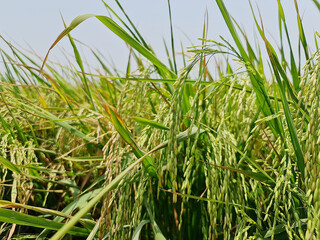 Close up of green rice plant. spike rice field. Organic food from India. Harvesting paddy in rice fields.