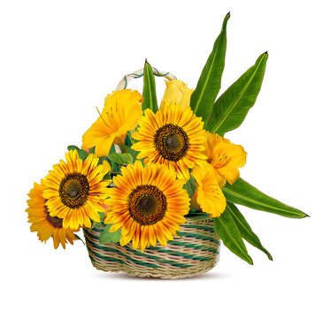 Sunflowers in a basket isolated on a white background