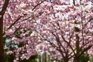pink cherry blossoms in the garden of trees