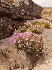 flowers on the rocks