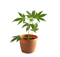 Potted cannabis isolated on white background.