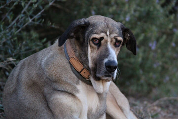 Closeup shot of an adorable droopy dog with a sad gaze