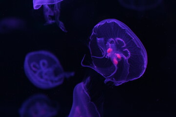 幻想的なクラゲの世界